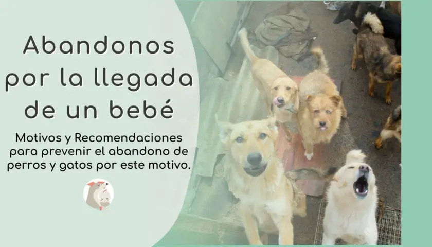 Perros mirando hacia arriba, algunos con la lengua afuera. El texto habla sobre el abandono animal por la llegada de un bebé.