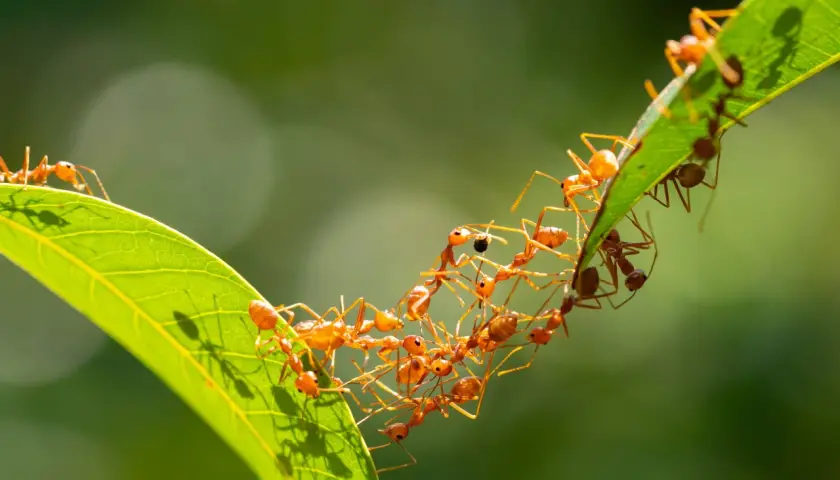 Eine Kolonie von roten Ameisen bildet eine lebende Brücke über ein Blatt. Man fragt sich, wie viele Ameisen leben in einem Ameisenhaufen, wenn sie so zusammenarbeiten.