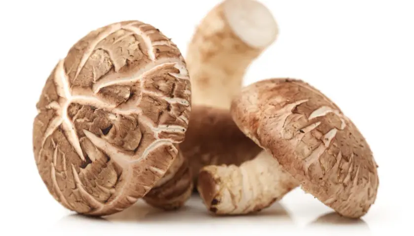 Mehrere braune Shiitake-Pilze mit charakteristischen Lamellen. Ihre gesundheitliche Wirkung ist bekannt.