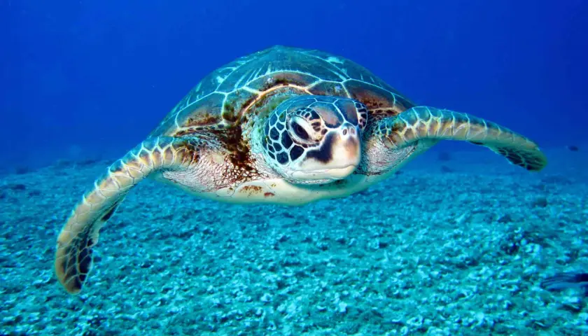 Tortuga marina de gran tamaño nadando en aguas azules profundas. Es como soñar con tortugas, una visión serena y majestuosa.
