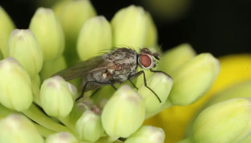 Eine kleine Kohlfliege mit roten Augen sitzt auf hellgrünen Knospen.