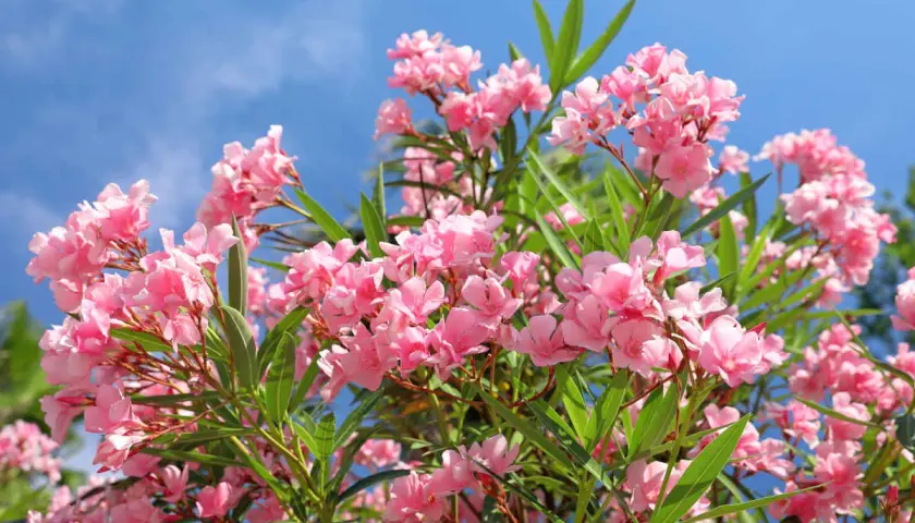 Gros plan sur des fleurs de laurier rose roses éclatantes sous un ciel bleu vif. L'exposition parfaite pour admirer leur beauté.