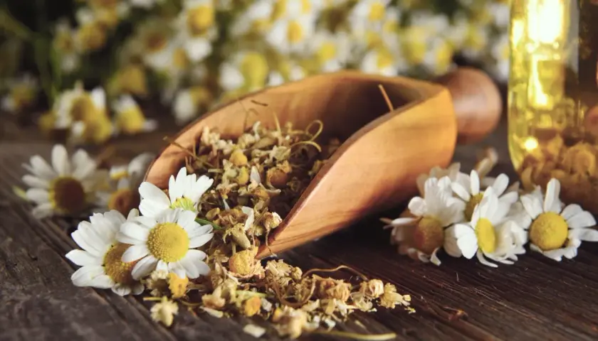 Manzanilla seca en cuchara de madera, flores frescas y aceite, destacando los beneficios de la manzanilla para la salud y el bienestar.