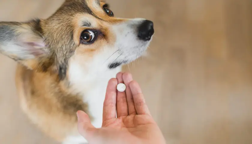 Corgi patrzy na tabletkę. Zastanawiasz się, po jakim czasie działa tabletka na odrobaczenie psa?