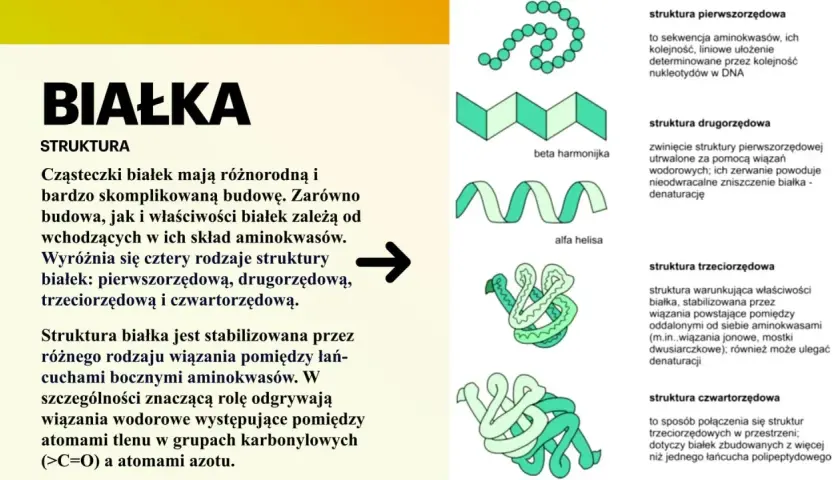 Ilustracja przedstawia cztery rodzaje struktury białek: pierwszorzędową, drugorzędową (beta harmonijka, alfa helisa), trzeciorzędową i czwartorzędową.