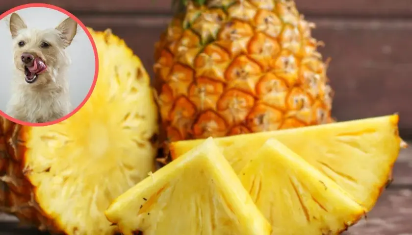 Czy pies może jeść ananasa? Słodki ananas i ciekawy piesek na zdjęciu sugerują, że tak, ale z umiarem.