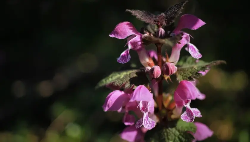 Chwast o fioletowych kwiatach, z drobnymi, nakrapianymi płatkami, kwitnie w cieniu.