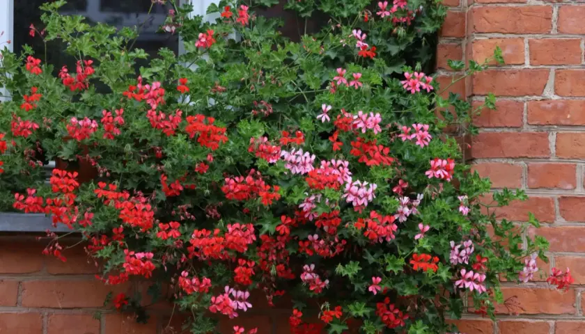 Obficie kwitnące pelargonie bluszczolistne sadzonki w czerwonych i różowych odcieniach zdobią okno, tworząc kaskadę kolorów na tle ceglanej ściany.