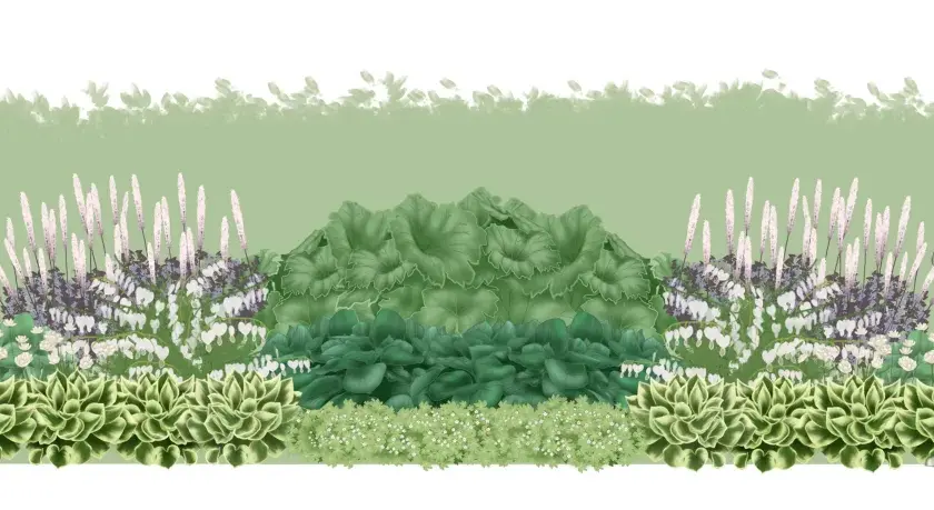 En illustration av en trädgårdsplan med olika låga perenner, inklusive hosta, astilbe och hjärtbergenia. En silhuett av en person visar skalan.
