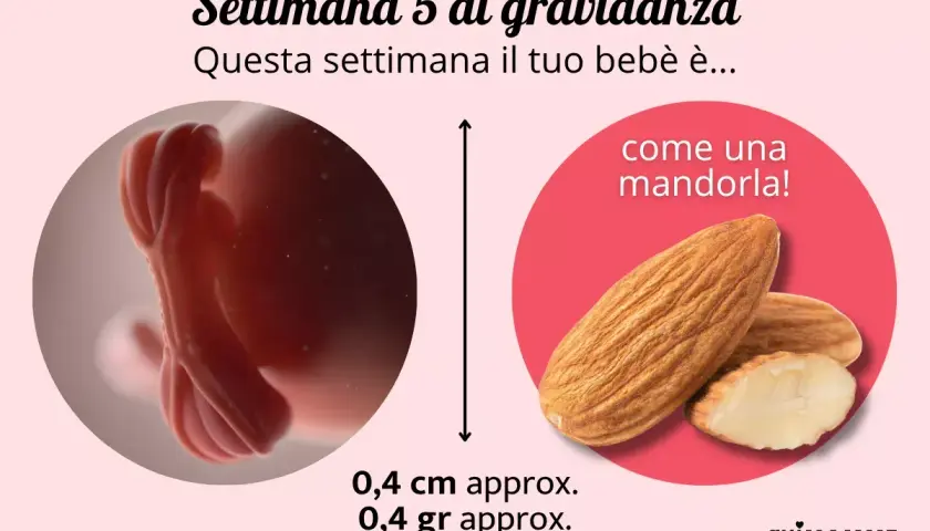 A 5 settimana di gravidanza, il tuo bebè è grande come una mandorla, circa 0,4 cm e 0,4 gr.