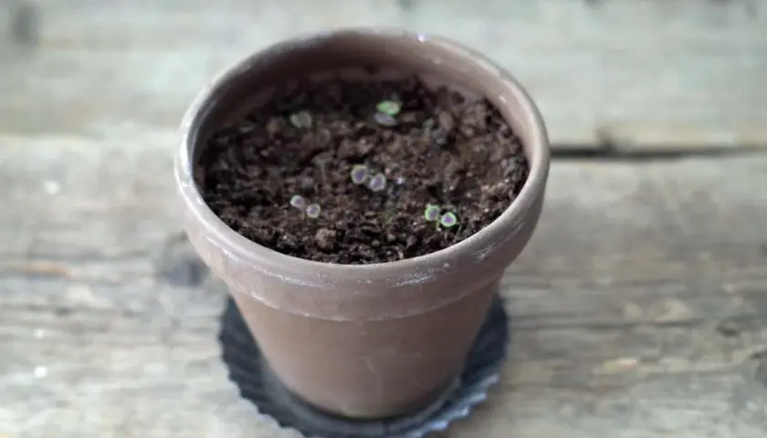 Små palettblad-plantor med lila kanter, som små spacecake-frön, spirar i en terrakottakruka på en träyta.