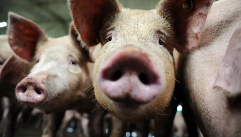 Gros plan sur des cochons curieux. L'un d'eux semble vouloir manger humain, son museau rose à l'avant-plan.