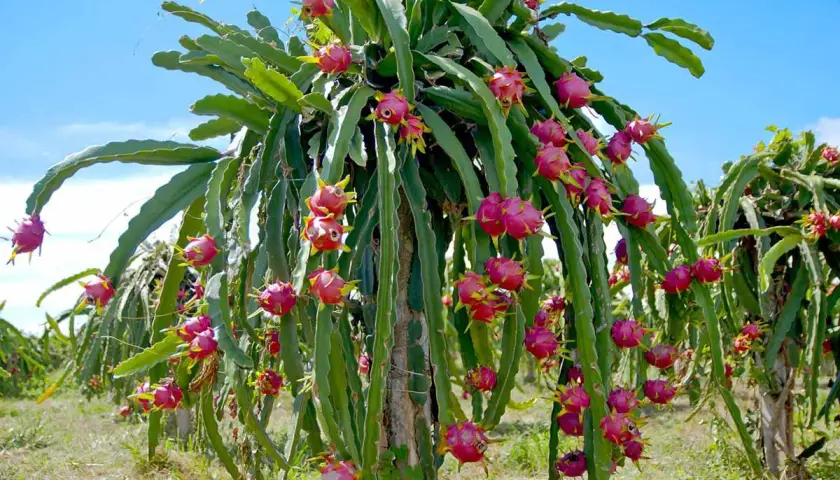 En planta av hylocereus undatus, full av rosa drakfrukter, hänger från sina gröna stammar mot en blå himmel.