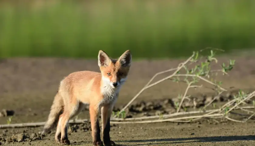 Młody lis, kiedy w Polsce lis jest pod ochroną, czujnie obserwuje otoczenie na piaszczystym terenie.