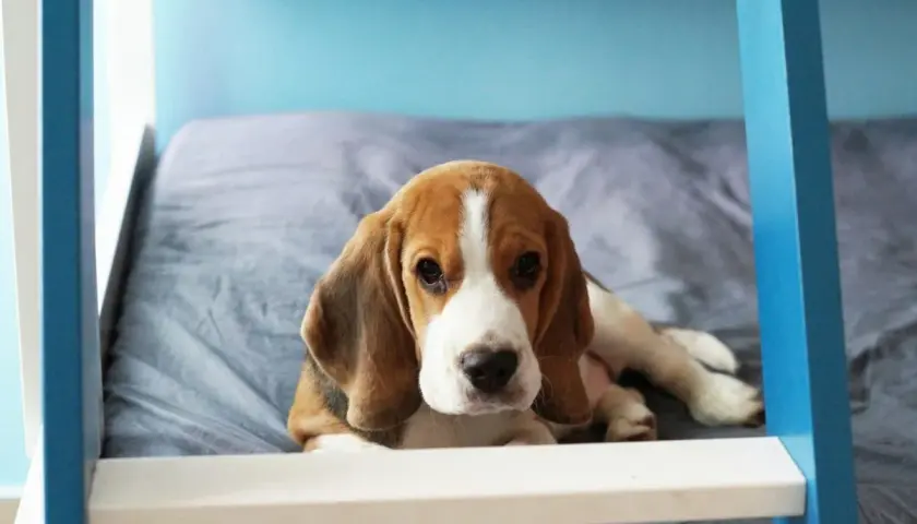 Uroczy szczeniak beagle leży na łóżku. Zastanawiasz się, ile żyją beagle?