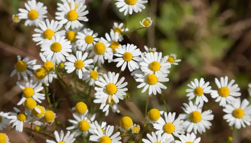 Ein Feld voller Kamille Arten. Die kleinen weißen Blüten mit gelben Zentren sind im Sonnenlicht zu sehen.