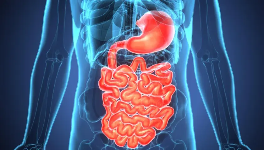 Anatomical rendering of the human digestive system, highlighting the stomach and intestines. Wavy, red intestines are visible within a translucent blue outline of the human torso. This image can help illustrate zapalenie jelit objawy.