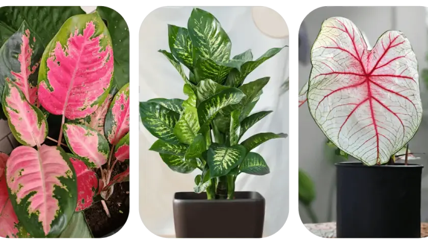 Aglaonema o różowych liściach, zielona dracena i kaladium z czerwonymi żyłkami. Do uprawy aglaonemy najlepsza będzie lekka, przepuszczalna ziemia.
