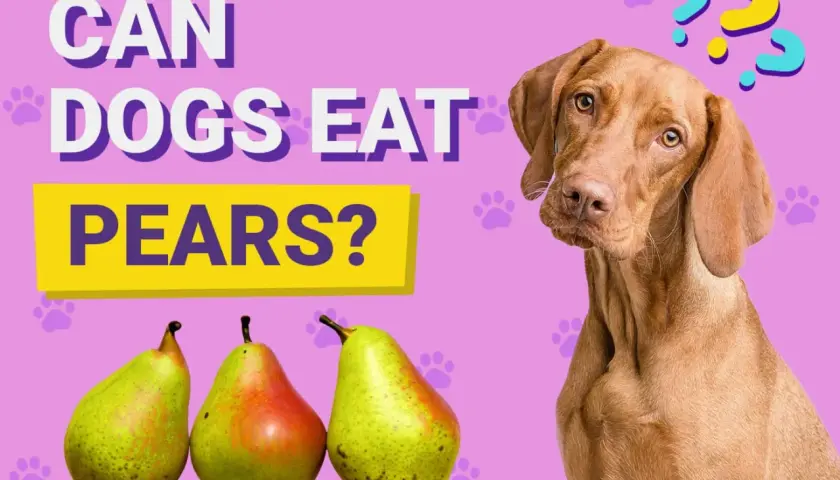 A curious dog wonders, "Can dogs eat pears?" Three pears sit below the question, with paw prints and question marks scattered on a purple background.