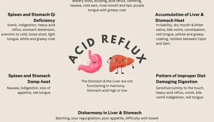 Diagram illustrating causes and symptoms of acid reflux in dogs, including stomach cold, spleen/stomach deficiency, and improper diet.