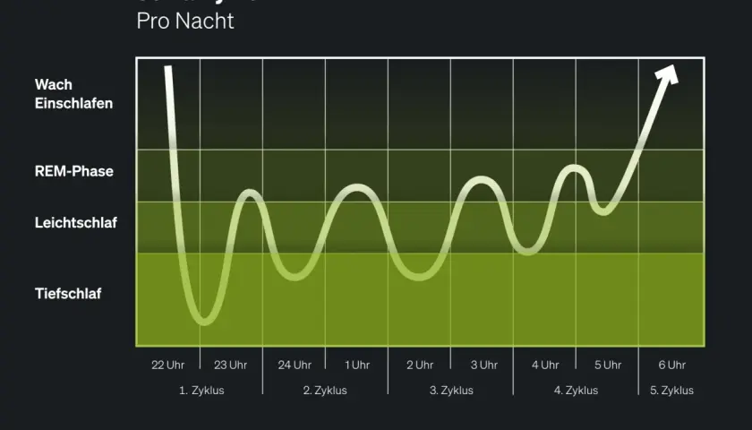 Schlafrhythmus: Tiefschlaf, Leichtschlaf, REM-Phase. 6 Stunden Schlaf pro Nacht sind oft nicht ausreichend für optimale Erholung.