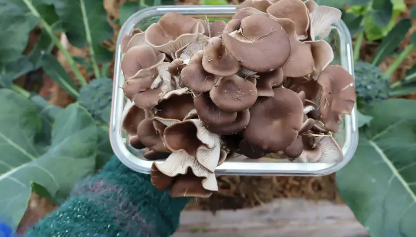 En hand i en grön, stickad vante håller en glasbehållare fylld med färska ostronskivlingar. Bakom syns frodiga gröna blad och en broccoliplanta, vilket antyder en lyckad odling av svamp.