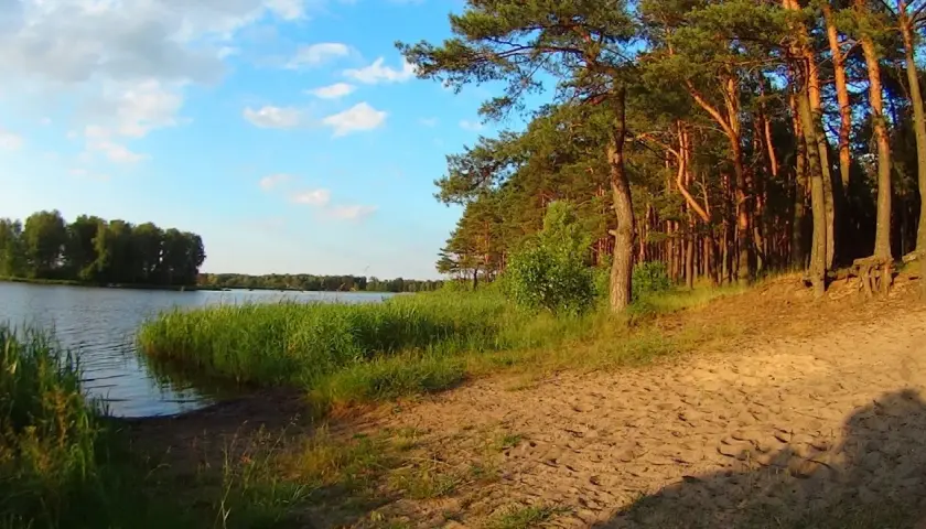 Sielpia jezioro otoczone lasem sosnowym i piaszczystą plażą. Woda spokojna, niebo błękitne z białymi chmurami.