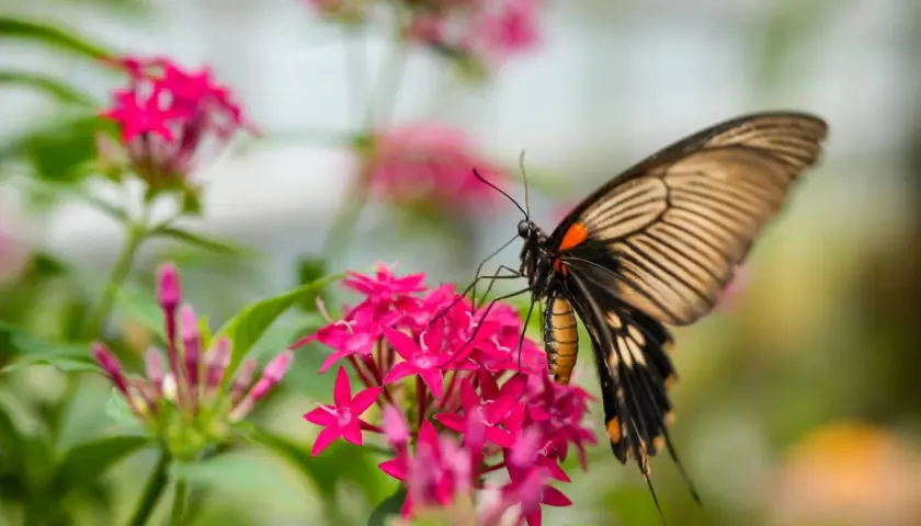 Ein großer Schmetterling mit orange-schwarzen Flügeln sitzt auf leuchtend pinken Blüten.
