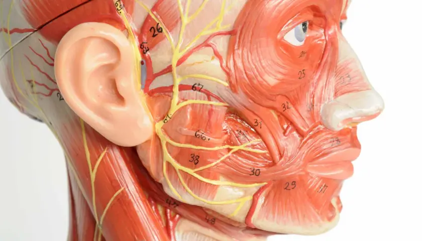 Anatomisches Modell des Kopfes mit Muskeln, Nerven und Blutgefäßen. Zeigt die Komplexität des Kiefers, relevant für die Osteopathie.