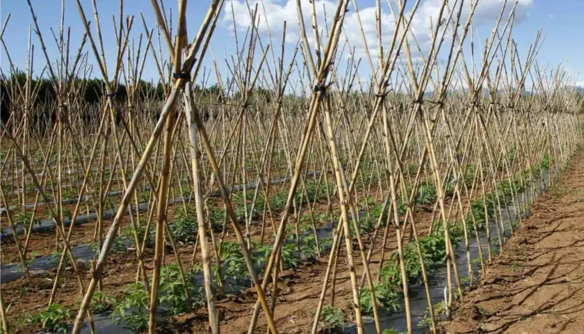 Filari di canne di bambù a forma di A, ideali per capire come legare i pomodori in modo che crescano forti e sani.
