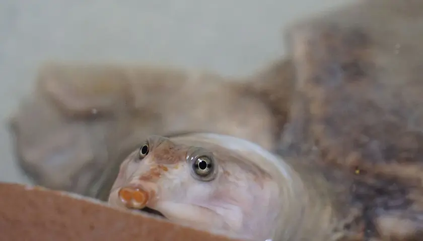 Una tortuga cuello de serpiente emerge curiosa del agua, con sus ojos redondos y su hocico distintivo.