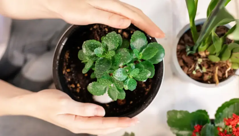 Dłonie obejmują doniczkę z zielonym kalanchoe po przekwitnięciu. Roślina ma soczyste liście pokryte kropelkami wody.