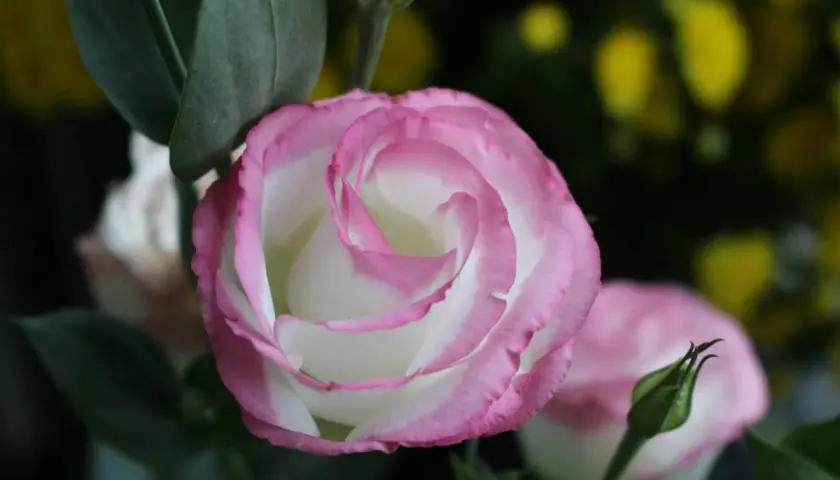 Un lisianthus vivace aux pétales blancs bordés de rose, avec un bouton floral vert à proximité.