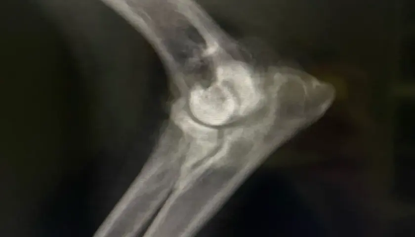 Radiografía de un codo canino mostrando signos de displasia de codo en perros, con irregularidades en la articulación.