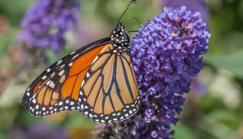 Motyl monarcha żeruje na fioletowych kwiatach budlei dawida odmiany.
