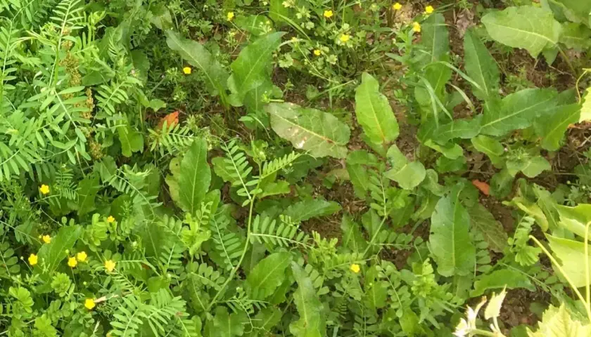 Prairie envahie par le rumex et d'autres mauvaises herbes. Des petites fleurs jaunes parsèment la végétation.