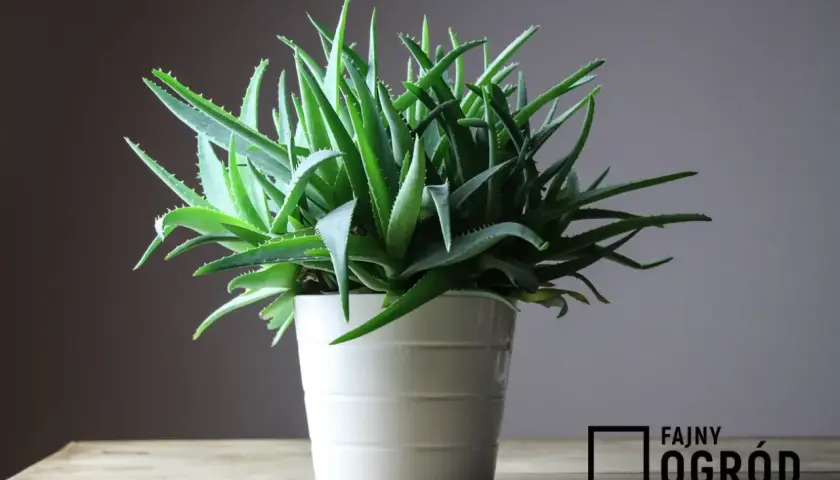 Gęsty aloes w białej doniczce, gotowy do użycia. Dowiedz się, jak używać aloes z doniczki do celów leczniczych i kosmetycznych.