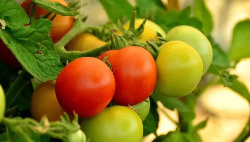 Grappe de tomates rouges et vertes, certaines encore immatures, sur leur pied feuillu.