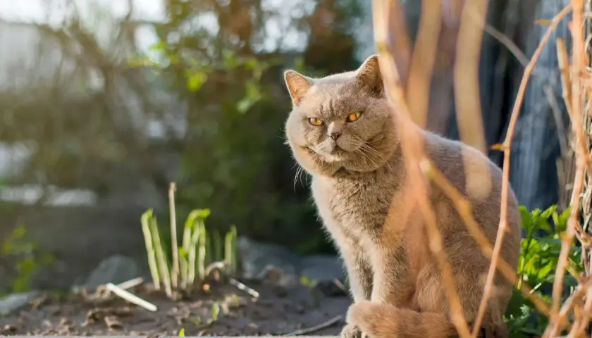 A fluffy tom cat with impressive cheeks sits outdoors, looking regal.