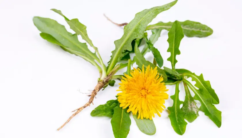 Un fiore di tarassaco giallo brillante con foglie dentellate e la sua radice fibrosa su sfondo bianco.