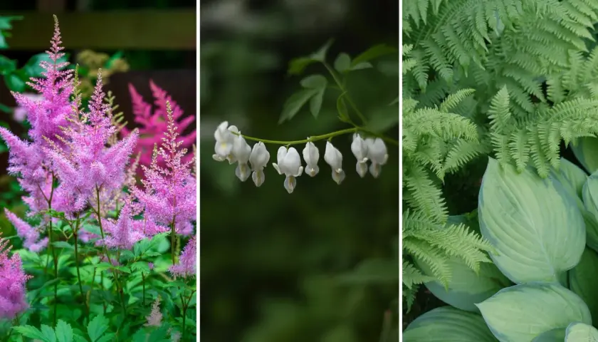 Rosa astilbe, vita löjtnantshjärtan och gröna ormbunkar skapar en vacker miljö för perenner i skugga.