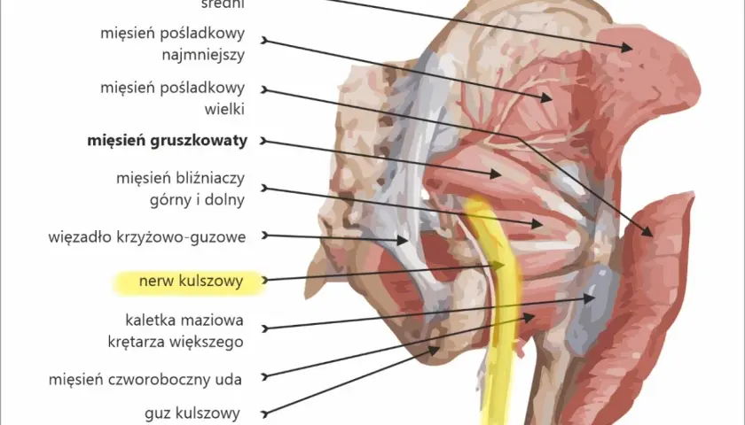 Anatomia miednicy: mięsień pośladkowy średni, mięsień gruszkowaty i nerw kulszowy.