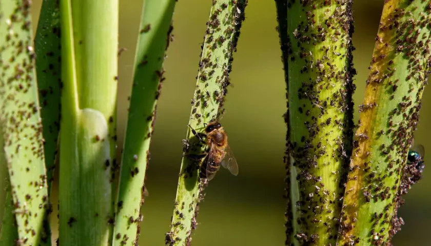 Une abeille butine sur une tige verte envahie par des pucerons. Une question se pose : comment se débarrasser des pucerons ?