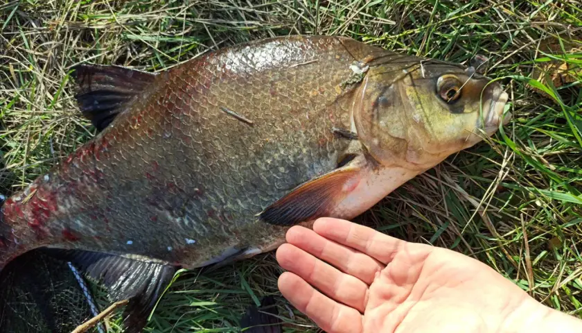 Duży karp leży na trawie, obok ludzka dłoń. Widać haczyk w pysku ryby, co sugeruje, na co bierze karp.
