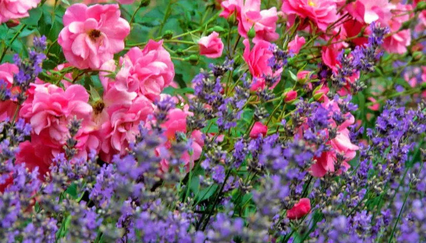 Ein duftendes rosenbeet mit lavendel. Zarte rosa Rosenblüten und violette Lavendelähren bilden ein harmonisches Farbspiel im Garten.