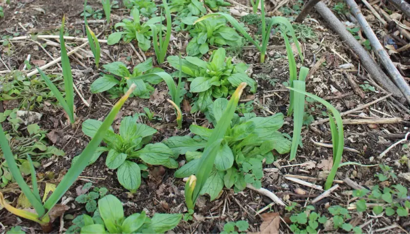 Jeunes pousses d'ail dans un sol riche, prêtes à pousser. Le **planter ail** est une étape clé pour une récolte savoureuse.
