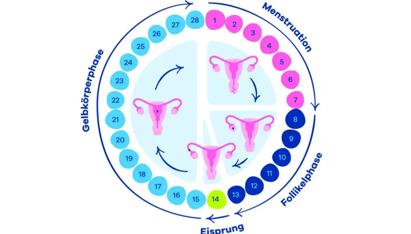 Der Zyklus der Frau: Menstruation, Follikelphase, Eisprung und Gelbkörperphase. Ein Kreislauf, der die Periode erklärt.