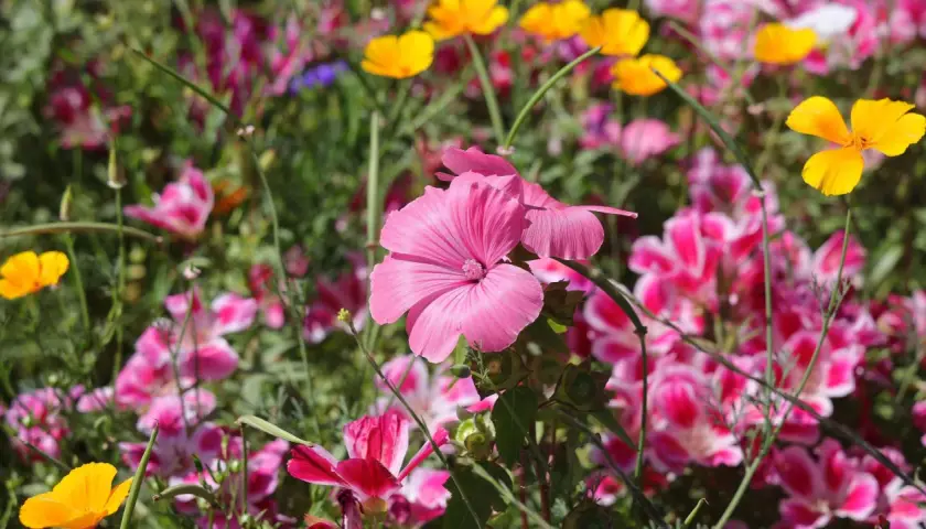 Eine bunte Blumenwiese, die zum Anlegen einlädt. Rosa und gelbe Blüten leuchten im satten Grün.