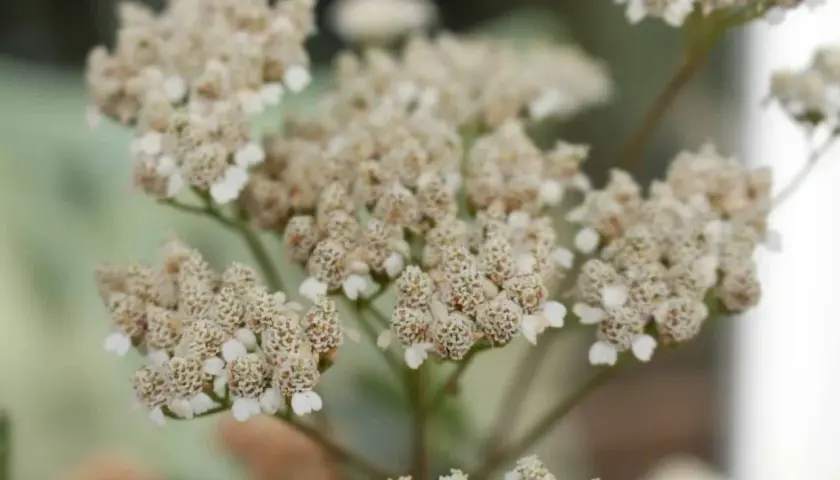 Nahaufnahme von Schafgarbe-Blüten. Der ideale schafgarbe standort ist sonnig und trocken.