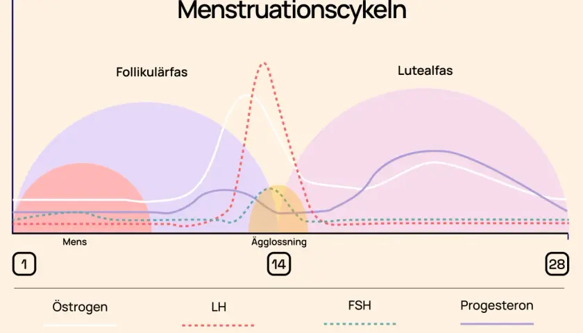 Graf över menscykeln visar faser: follikulärfas, ägglossning och lutealfas, med hormonnivåer.